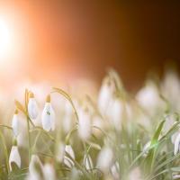 Bulletin spécial équinoxe de Mars 2022